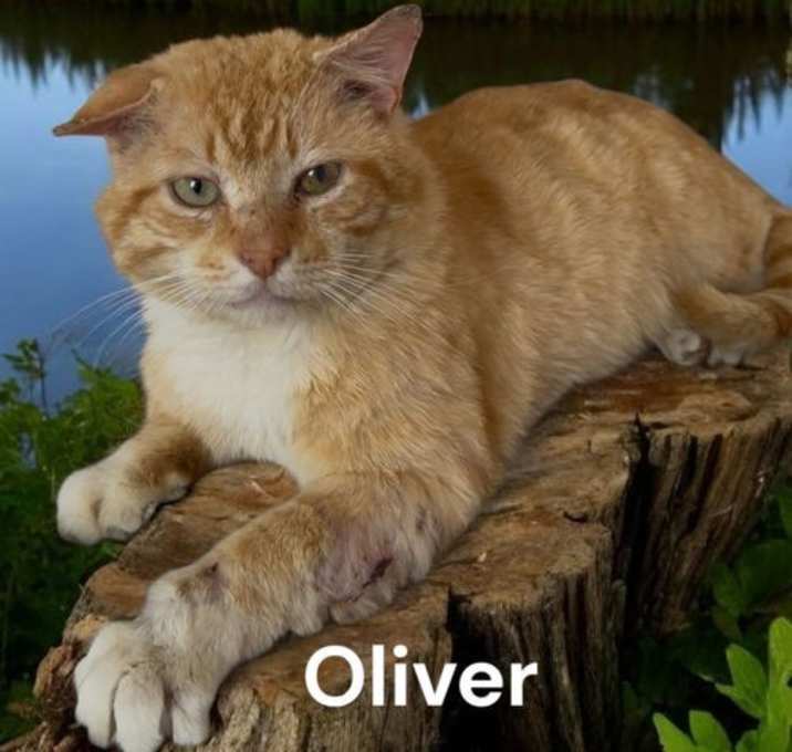 Photo of Oliver