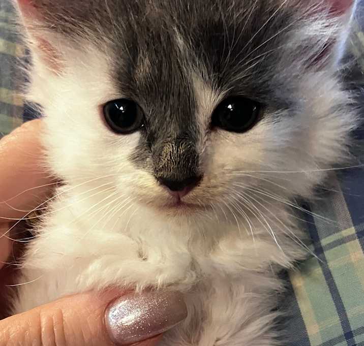Photo of Blossom
