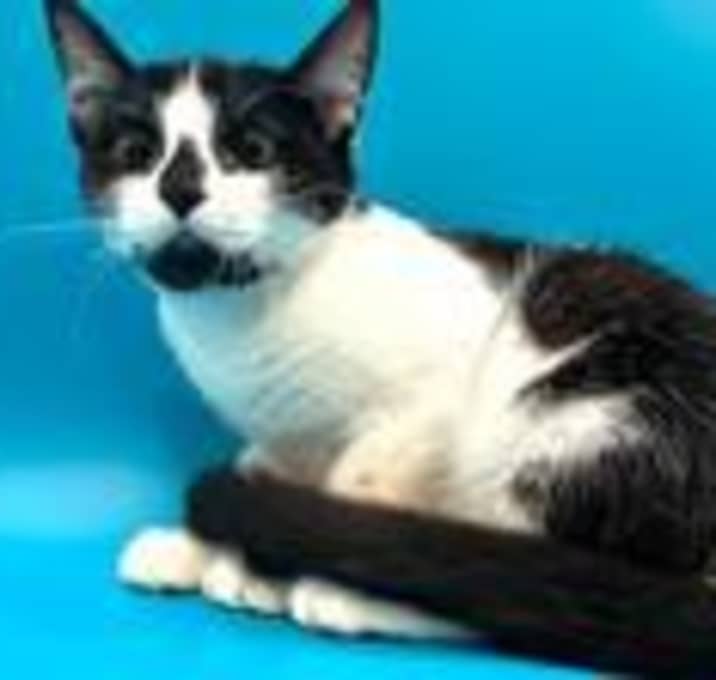 Photo of Kitty Purry