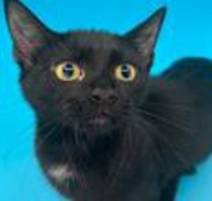 Photo of Meowly Cyrus