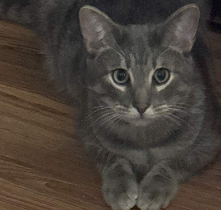 Photo of Lios