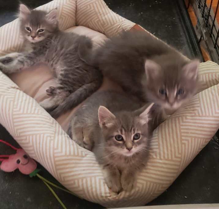 Photo of Gray fluffy litter