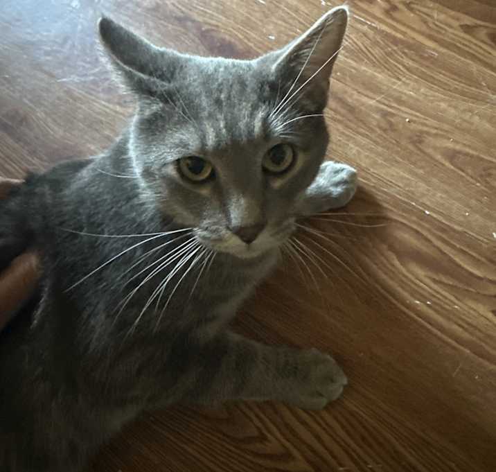 Photo of Felix