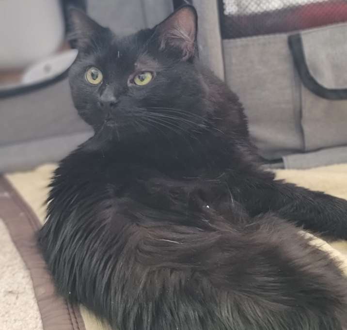 Photo of Captain Blacky