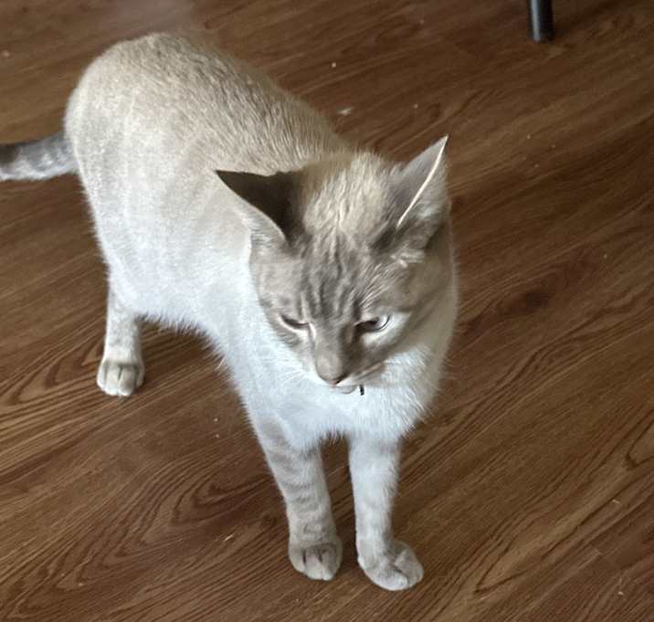 Photo of Miko