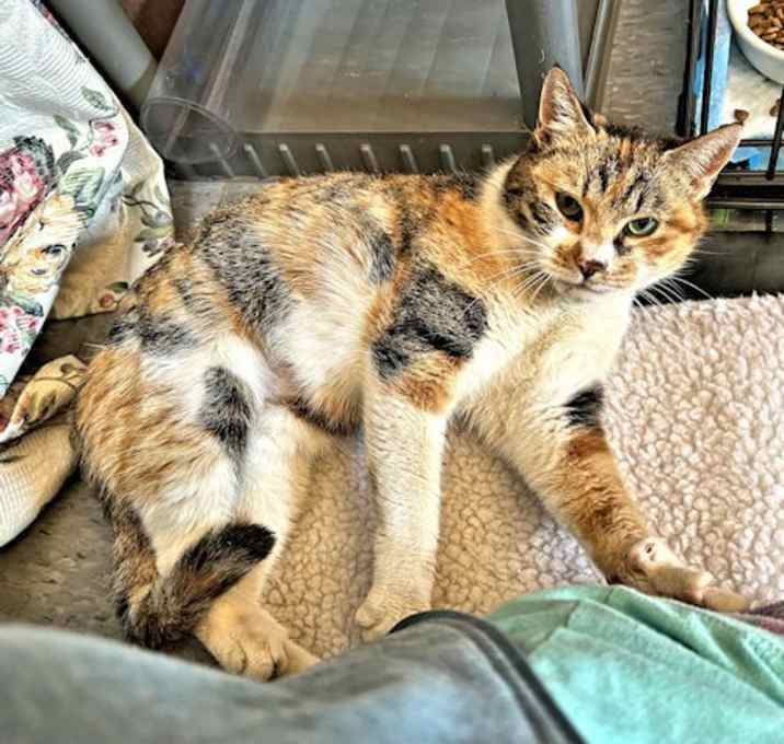 Photo of Lady Marmalade
