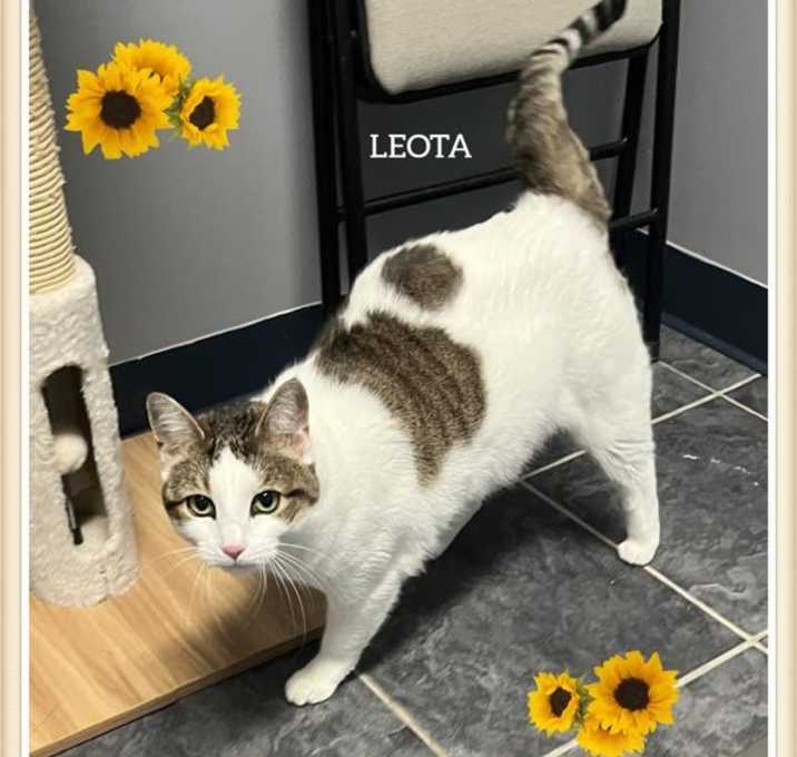 Photo of Leota