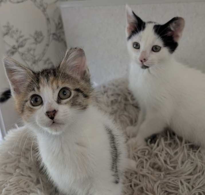 Photo of Bagel & Honey - bonded sibliings