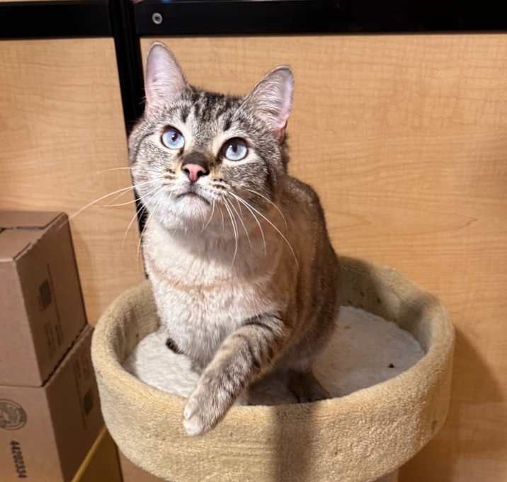 Photo of Prince Blue (adopt with Anna Bella)