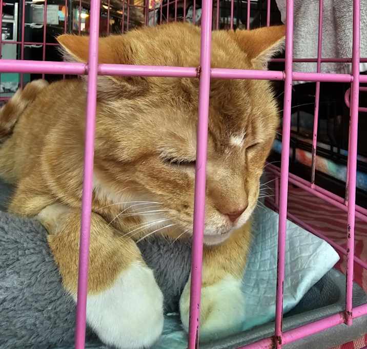 Photo of Ron purrlman 