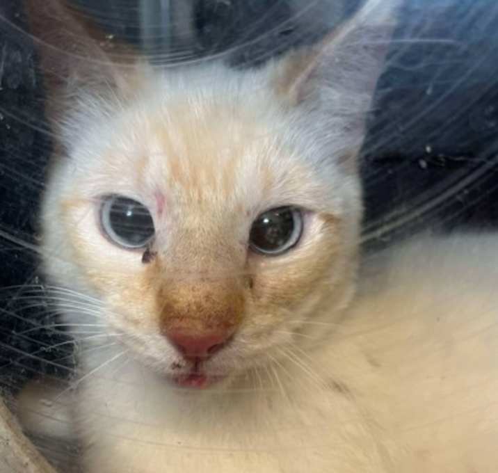 Photo of Cantelope-barn cat
