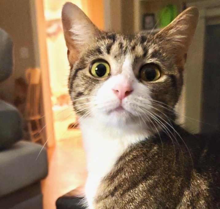 Photo of Luna