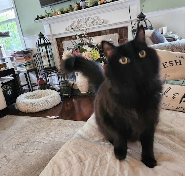 Photo of Raven