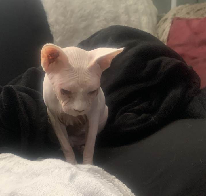 Photo of Bella