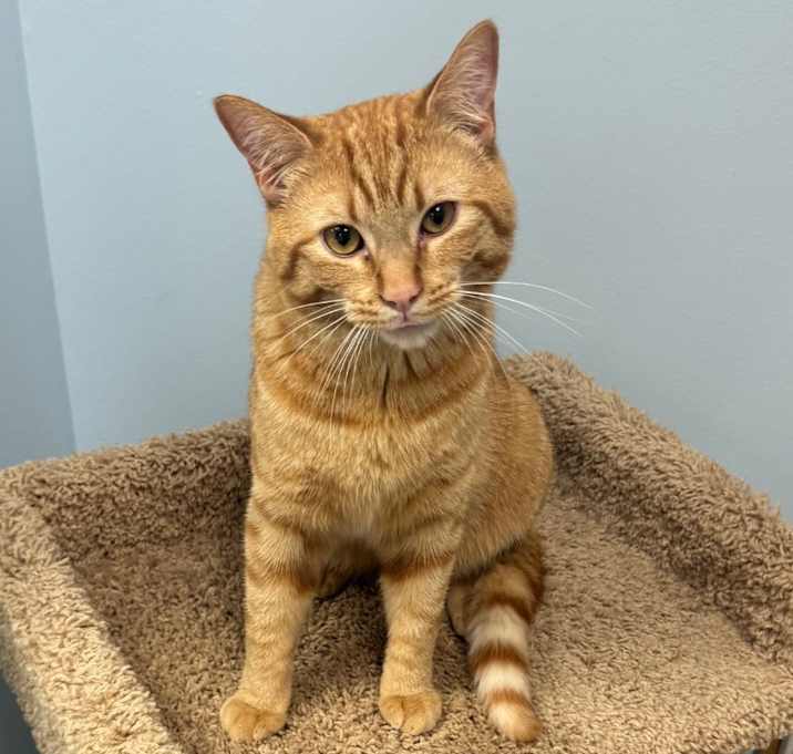 Photo of Simba
