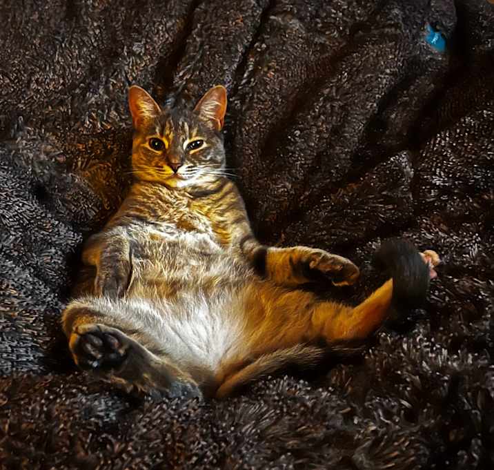 Photo of Frankie
