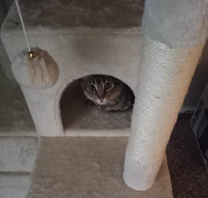 Photo of Luna