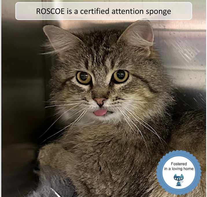 Photo of Roscoe
