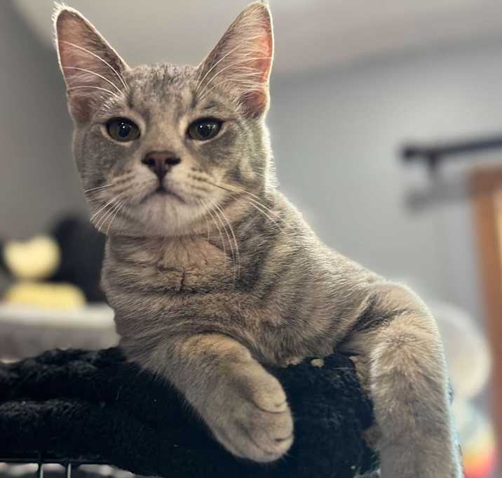 Photo of Barrington