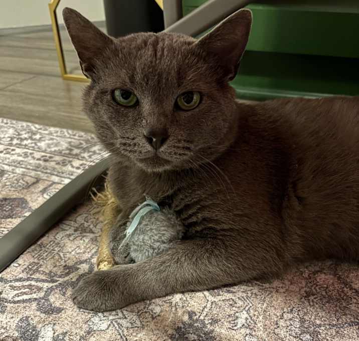 Photo of Smokey