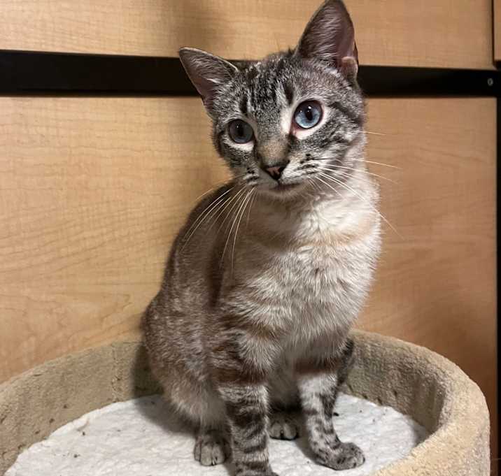 Photo of Anna Bella (adopt with Prince Blue)