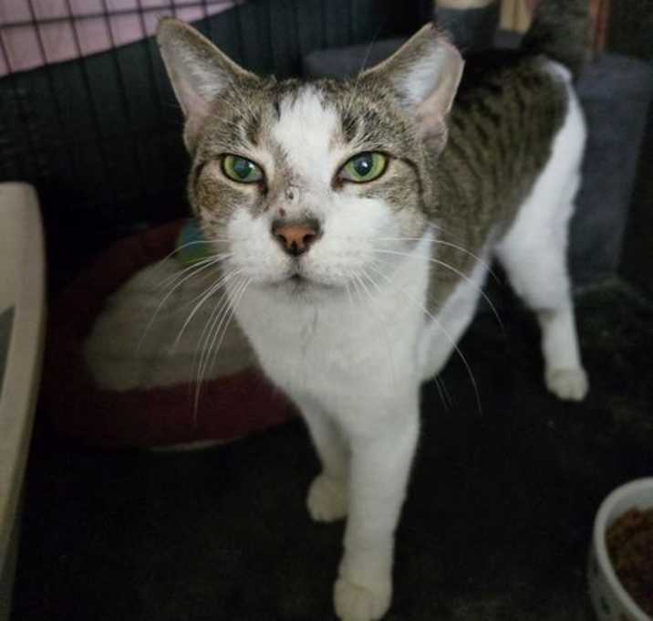 Photo of Nala