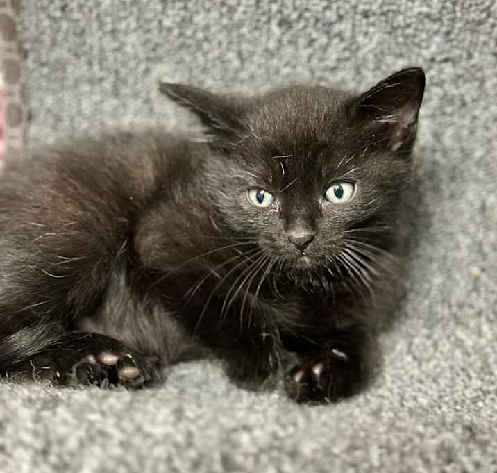 Photo of Herbie