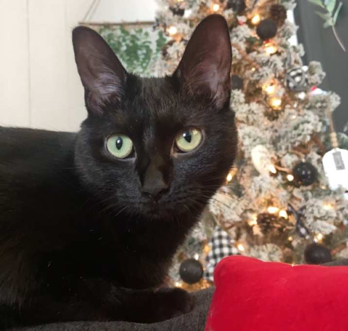 Photo of Luna