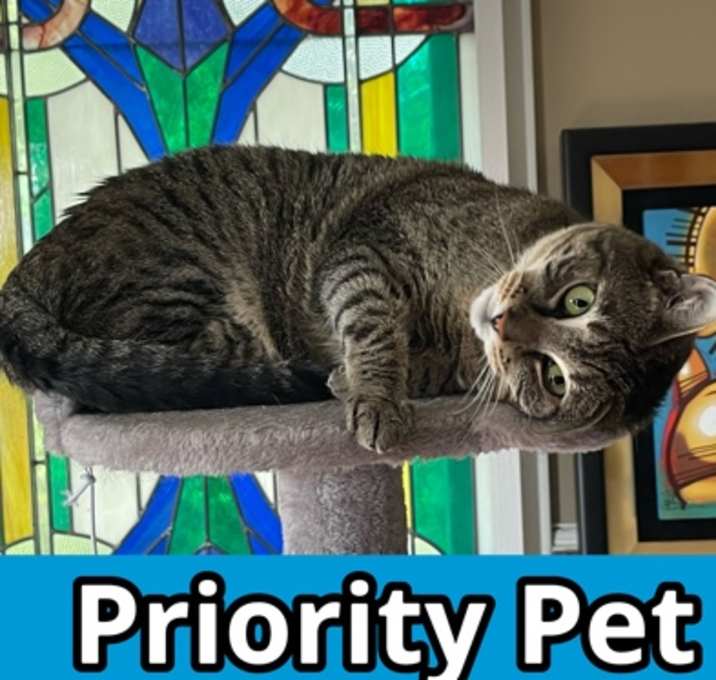 Photo of Lillian  *A PRIORITY PET*