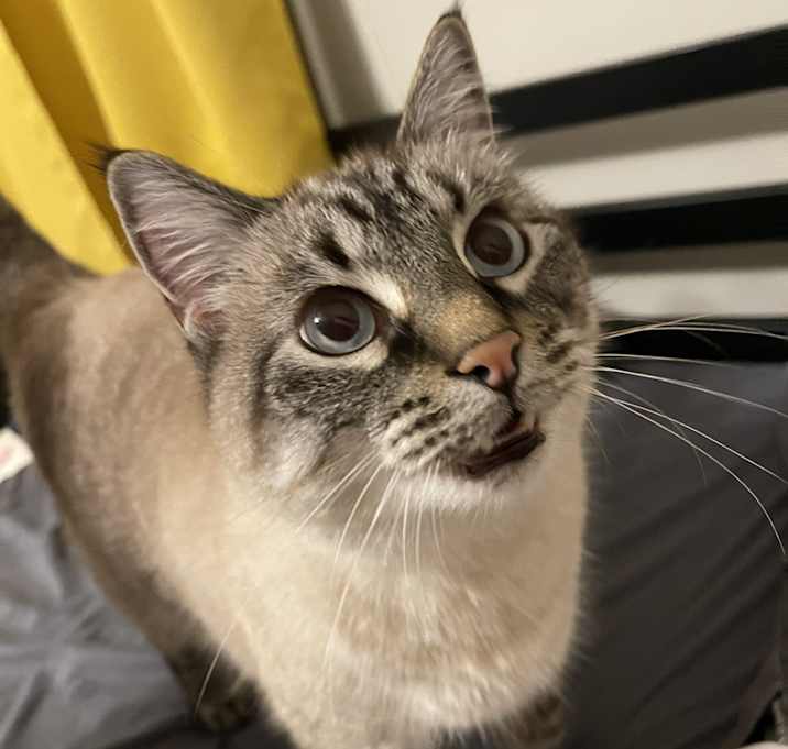 Photo of Bowser