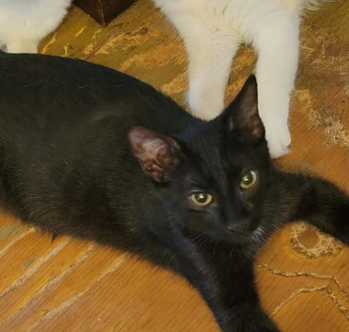 Photo of Little Bear