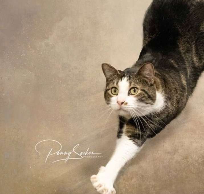 Photo of Sherlock