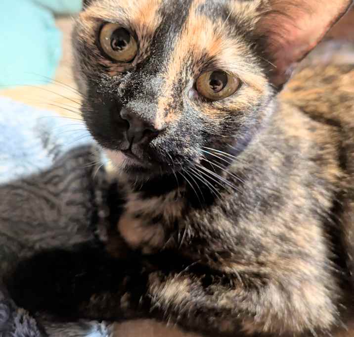 Photo of applesauce