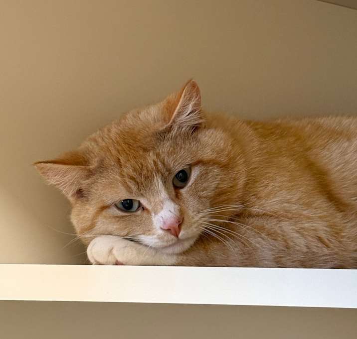 Photo of Dreamsicle