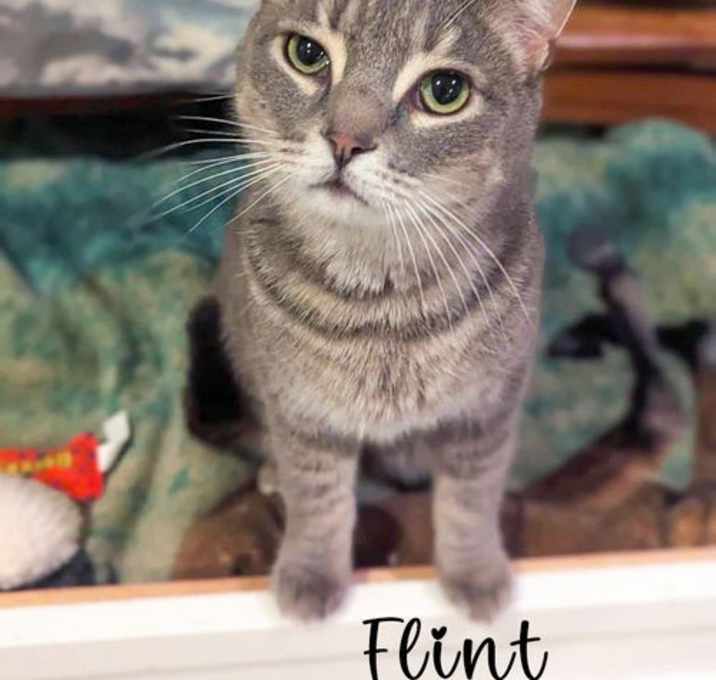 Photo of Flint