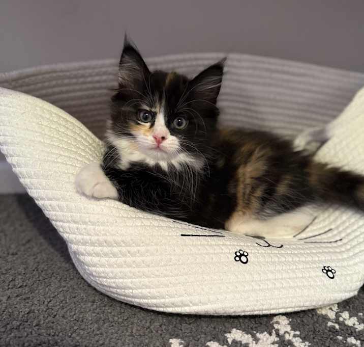 Photo of Penny