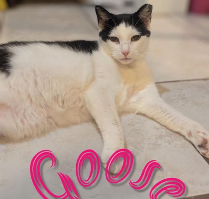 Photo of Goose