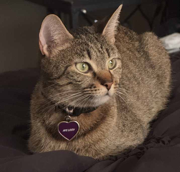 Photo of Melody