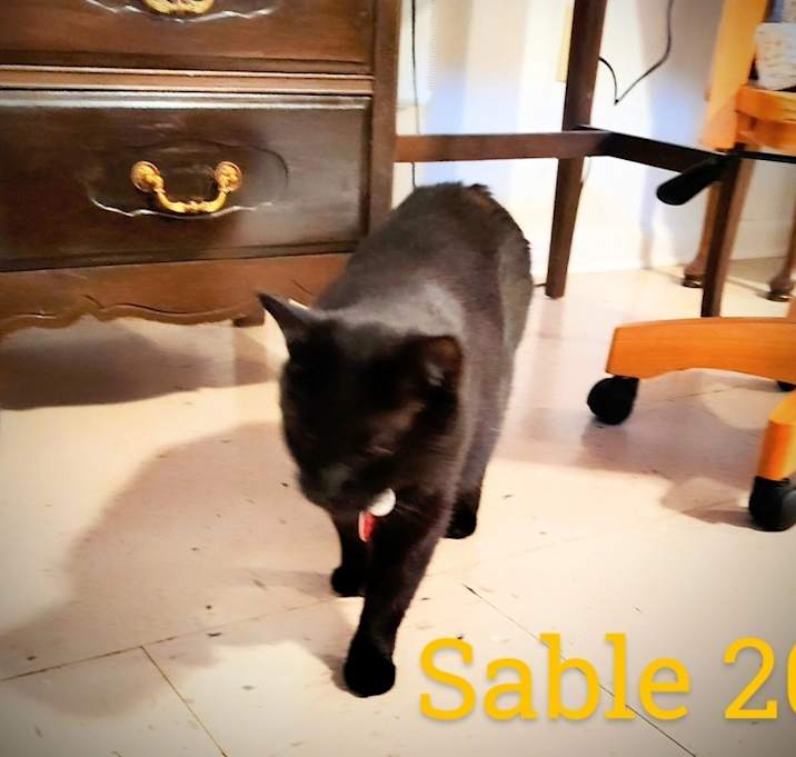 Photo of Sable