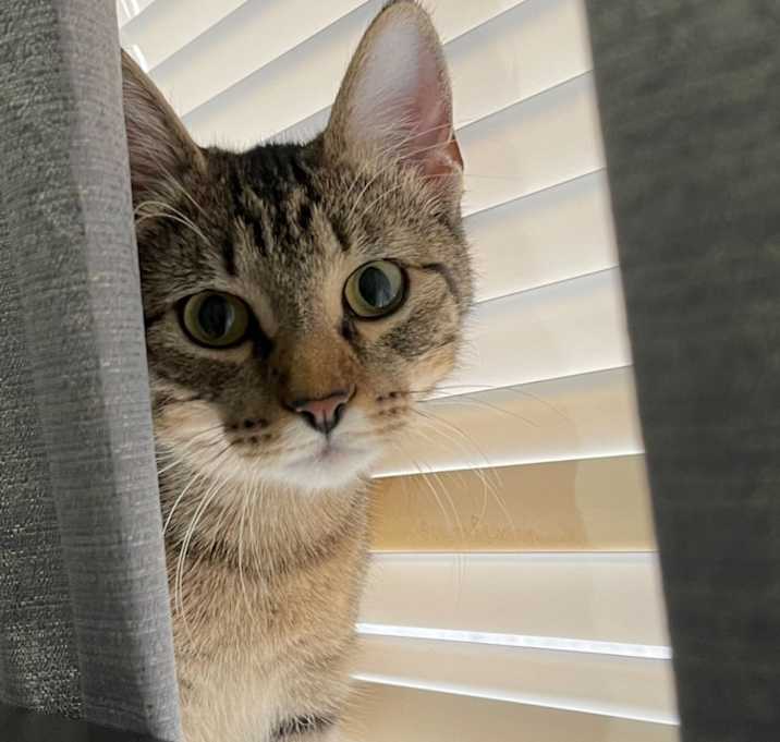 Photo of Meow Meow