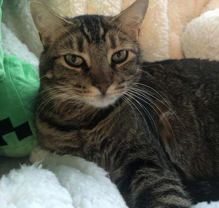 Photo of Lady