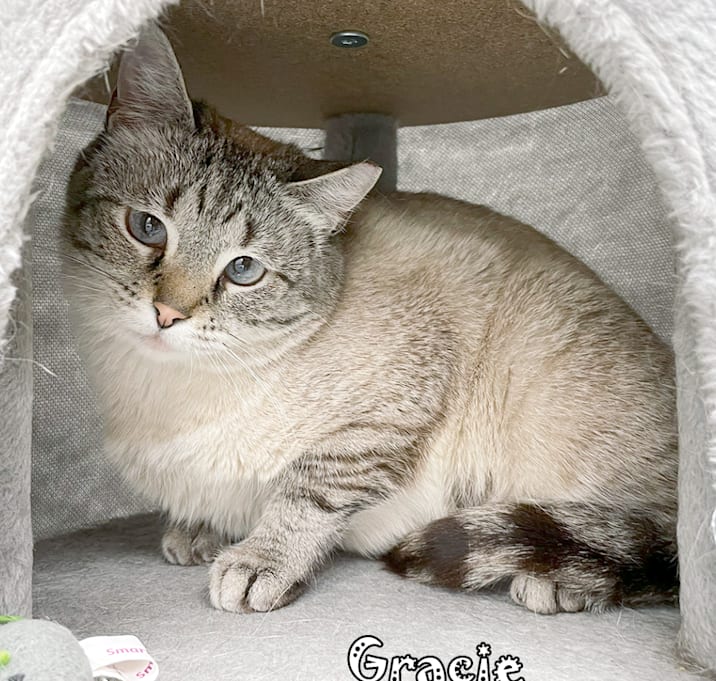 Photo of Gracie -bonded w Petunia