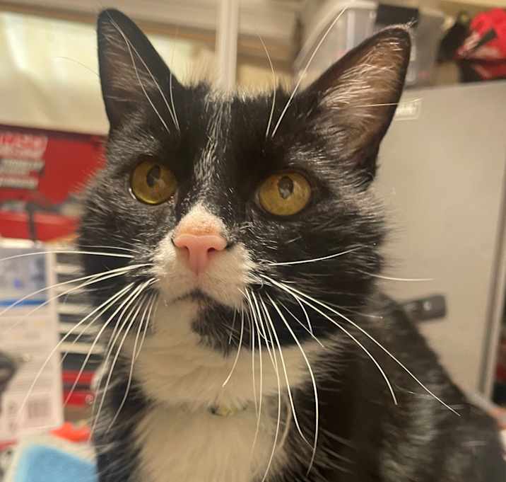 Photo of Boo