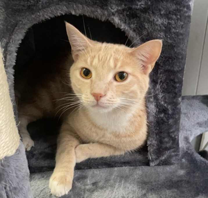 Photo of Linguini