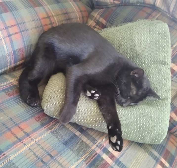 Photo of Meowsers