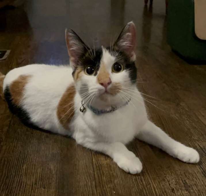 Photo of Izzy