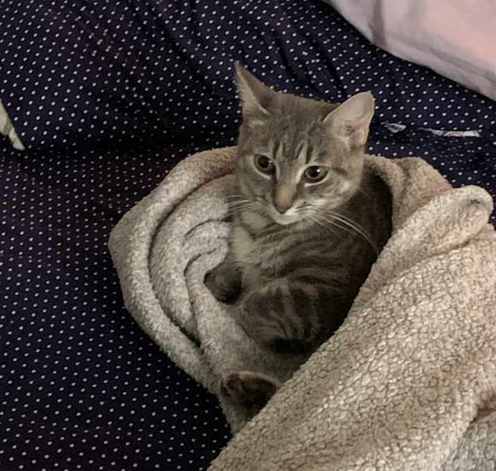 Photo of Munchkin