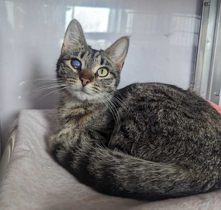 Photo of Nimbus