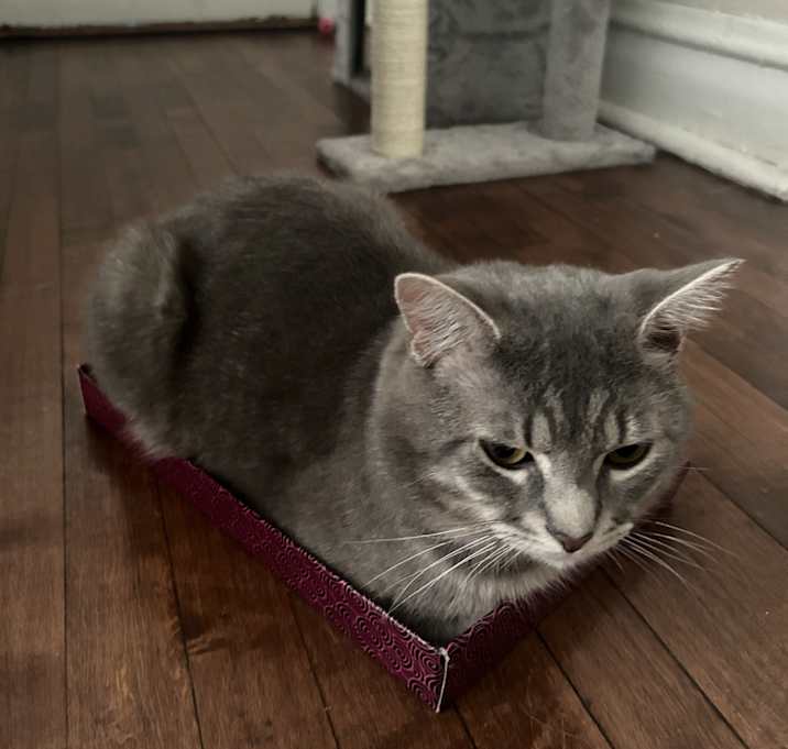 Photo of Milo