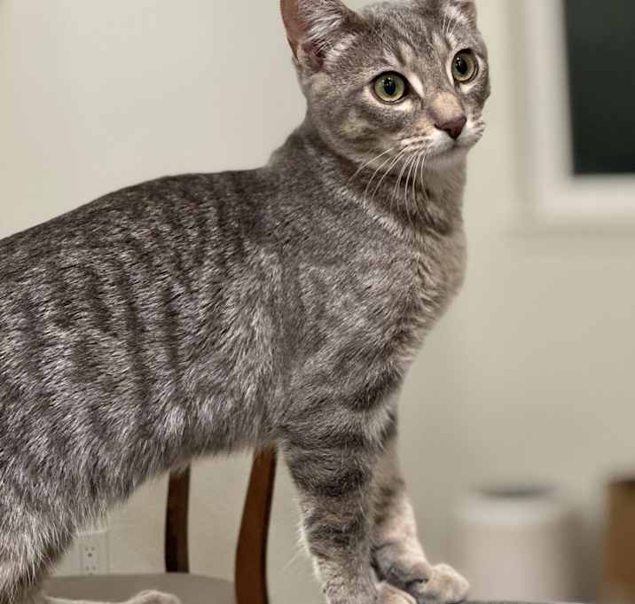 Photo of Pickle